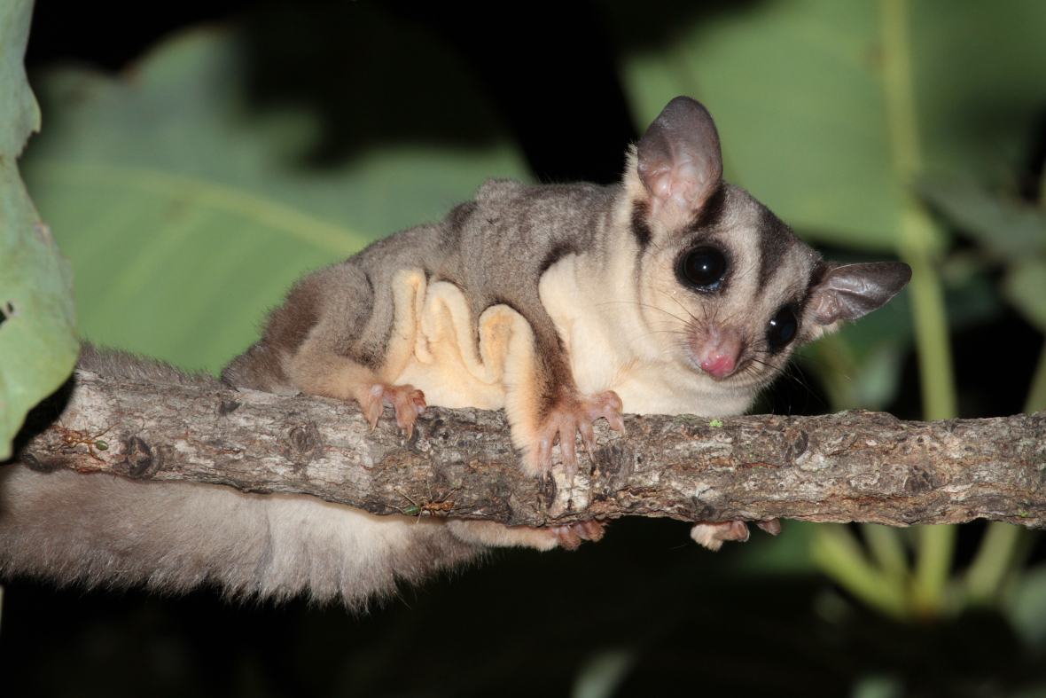 Mile high shop sugar gliders